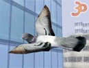 3D Güvercin